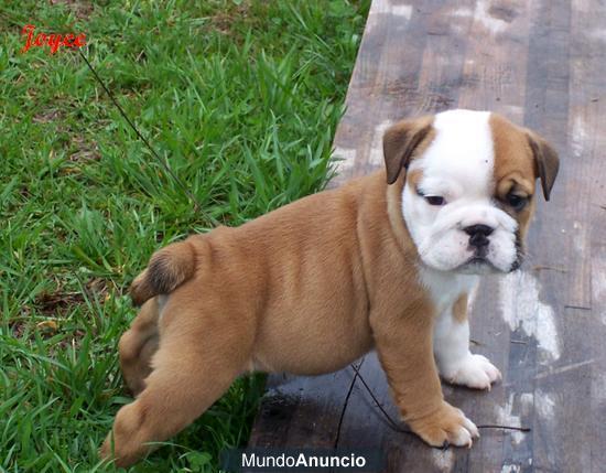 PRECIOSA CAMADA DE BULLDOGS INGLÉS