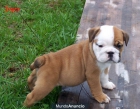 PRECIOSA CAMADA DE BULLDOGS INGLÉS - mejor precio | unprecio.es