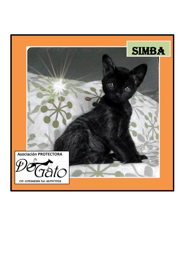 Gatos en adopción (Protectora DOGATO)