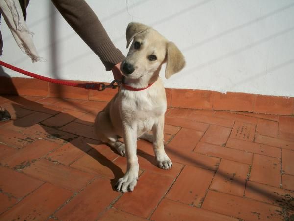 Cachorrita de labrador en adopcion