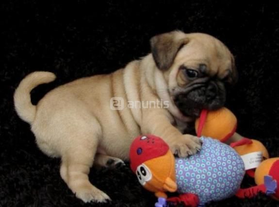 Carlino o Pug perros de raza