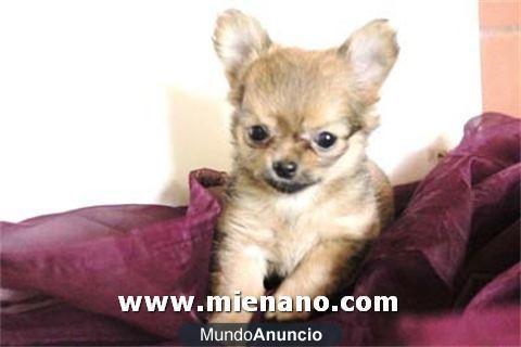 CHIHUAHUAS TOY , COMPRE CALIDAD Y EVITE ESTAFAS