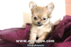 CHIHUAHUAS TOY , COMPRE CALIDAD Y EVITE ESTAFAS - mejor precio | unprecio.es