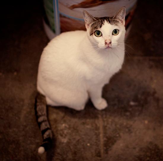 Lisa, preciosa gatita blanca buena y cariñosa