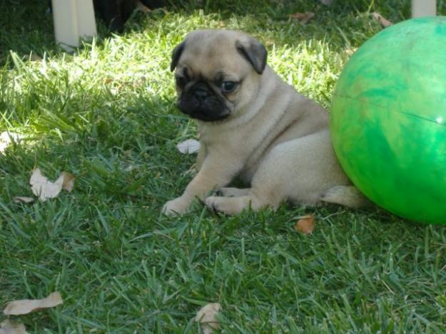 Oferta cachorros de Carlino