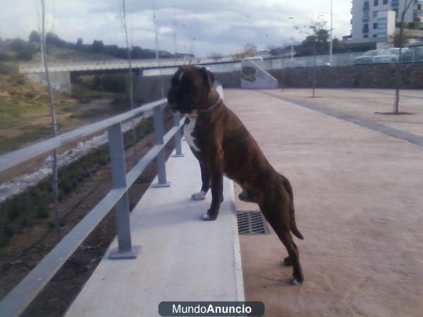 se ofrece boxer para montas