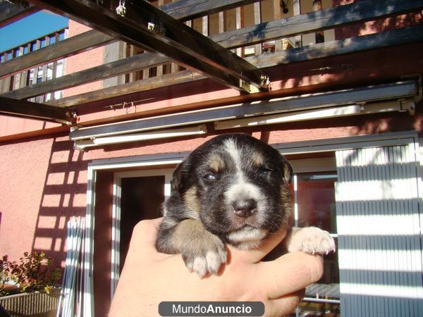 se vende husky/pastor belga