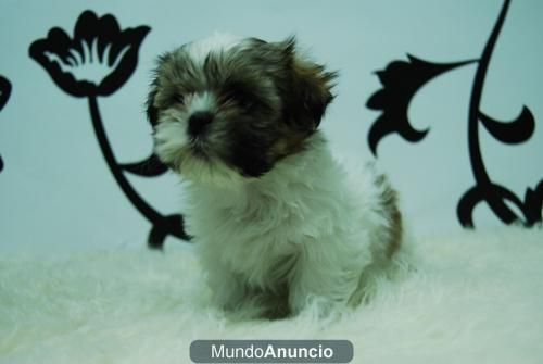 Shihtzu ( Blancos y Negros ) Camada