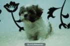 Shihtzu ( Blancos y Negros ) Camada - mejor precio | unprecio.es