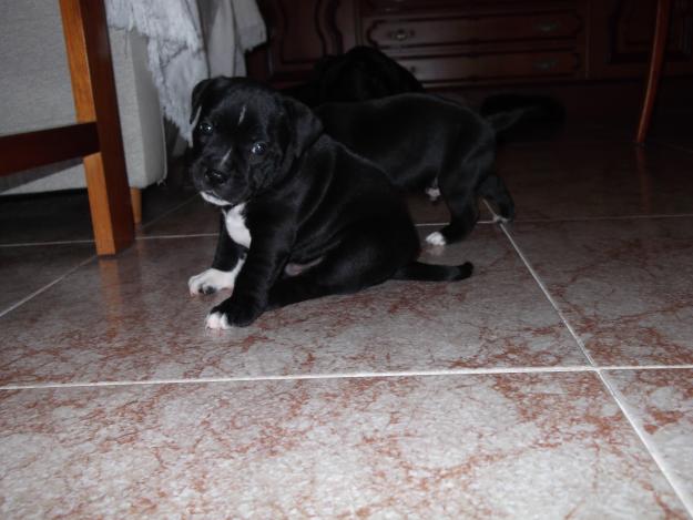 (ultimo cachorro) Venta Staffy, Staffordshire bull terrier, Stafford ingles