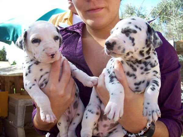 cachorros dalmatas