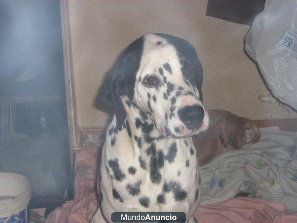 desaparecido dalmata