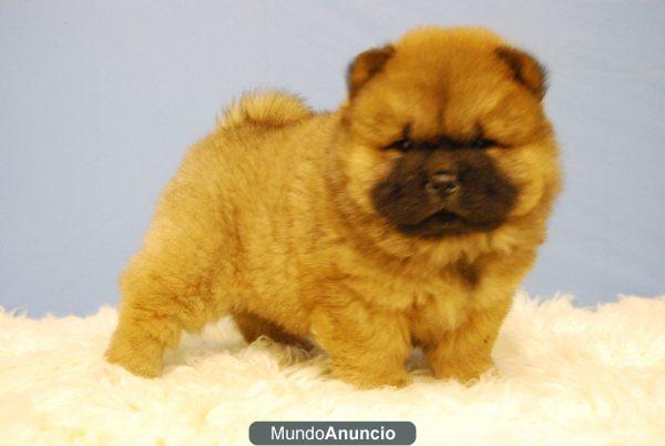 DIVERTIDISIMOS CHOW CHOW , SOMOS CRIANDORES TENEMOS 8 CACHORROS