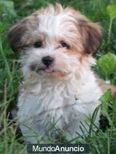 Elegante havanese cachorros para nuevas