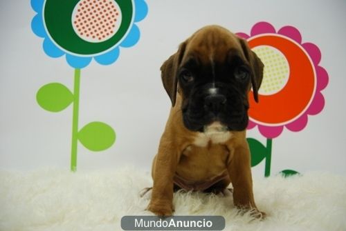 Excelentes Boxer ( Canela y Blanco )