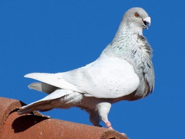 PALOMOS JIENNENSES DE VUELO