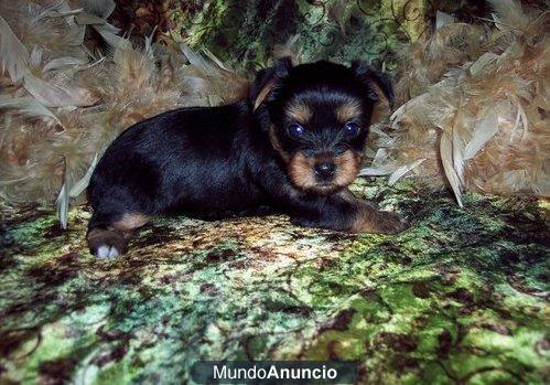 !! LINDOS CACHORROS YORSKHIRE TERRIER ! - Bilbao