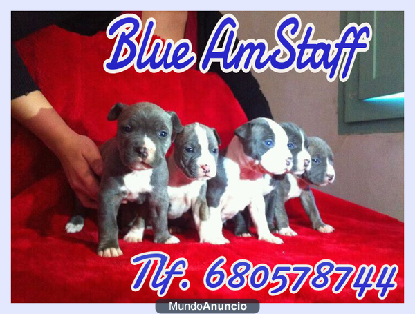 American Stafford Blue