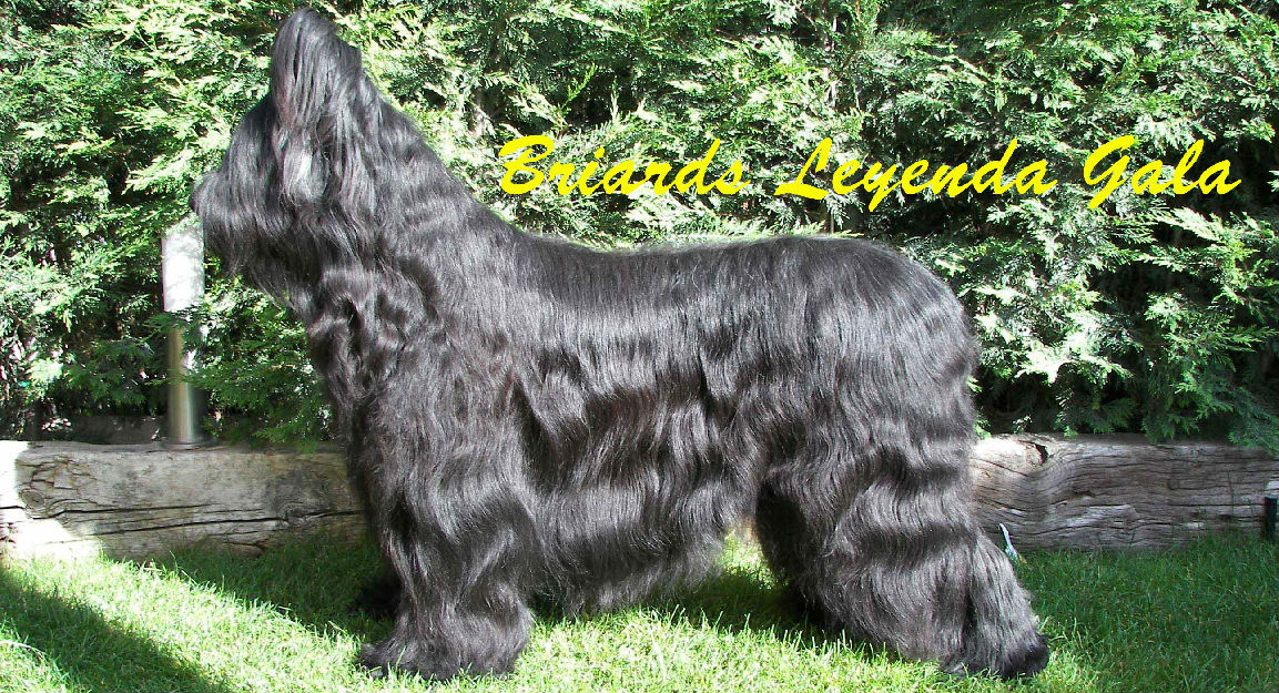 Cachorros de Pastor de Brie (Briard)