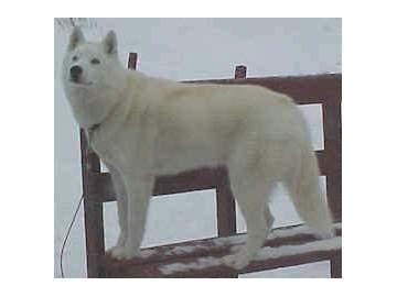 CACHORROS HUSKY SIBERIANO