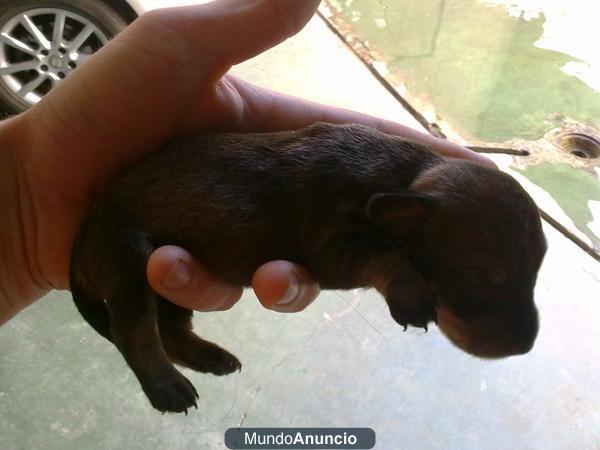 CACHORROS TECKEL