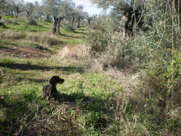 cambio teckel por podenco campanero, andaluz o ibicenco