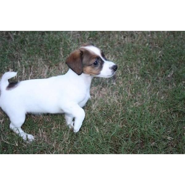 Ella es un pequeño, amoroso, saliente Jack Russell Terrier