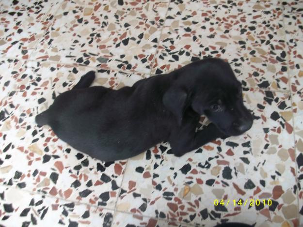 PRECIOSO CACHORRITO EN ADOPCION