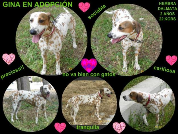 Hembra Mix Dalmata en Adopción