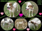 Hembra Mix Dalmata en Adopción - mejor precio | unprecio.es