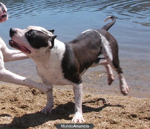 Se regala pitbull!!..super cariñoso