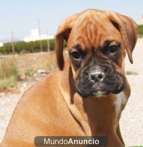 Bonitos cachorros Boxer