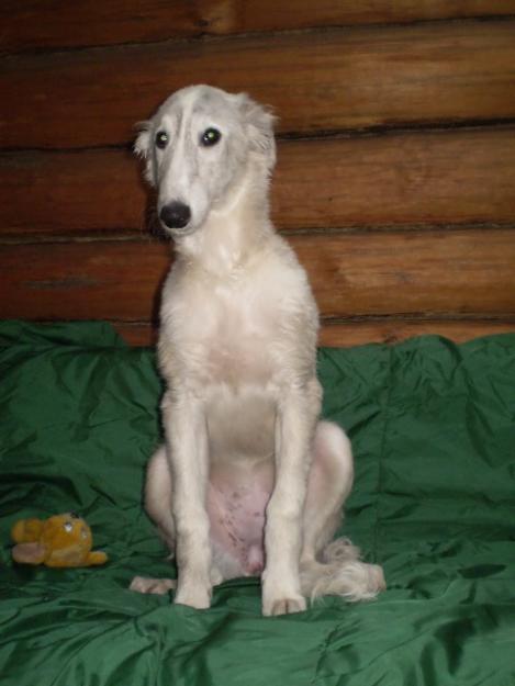 Borzoi cachorros