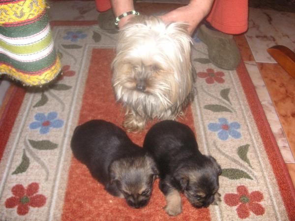 cachorritos cruce de yorkshire con pekines 120