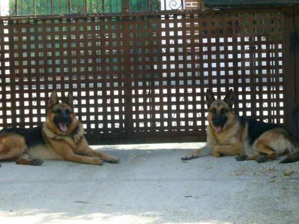 Cachorros de pastor aleman