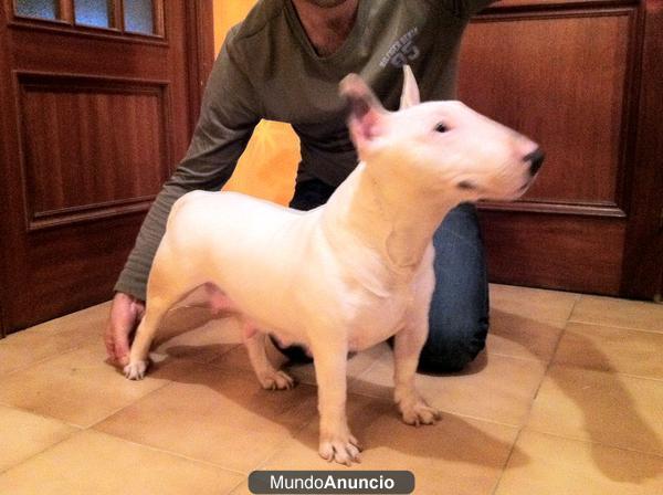 camada de bull terrier miniatura