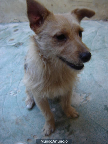 Mindi, perrita joven de tamaño 