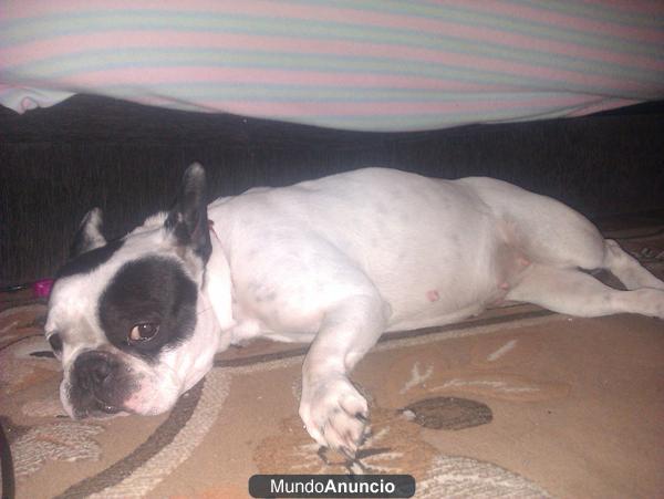 oferton bulldogs frances 250 euros  vacunados y desparasitados