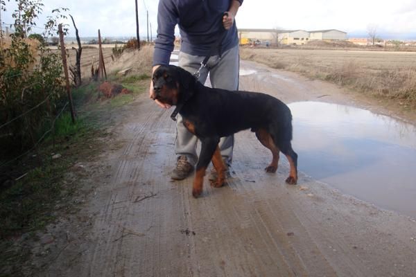 Rottweiler joven  en adopción