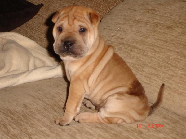 Shar Pei Hembra