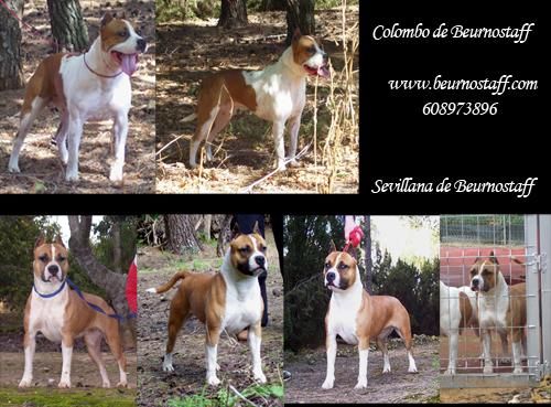 Vendo impresionantes American Staffordshire Jovenes