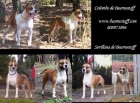 Vendo impresionantes American Staffordshire Jovenes - mejor precio | unprecio.es