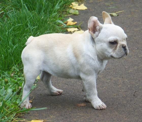 Adorable Mujer y Bulldog Francés macho listo para un nuevo hogar.