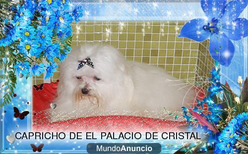 bichon maltes cachorritos miniaturas criados en familia con pedigris de loe