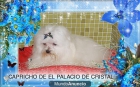 bichon maltes cachorritos miniaturas criados en familia con pedigris de loe - mejor precio | unprecio.es