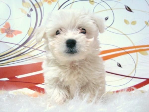 BICHON MALTES CAMADA DE CACHORROS PEQUEÑO TAMAÑO