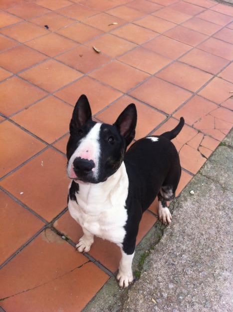 Bullterrier miniatura busca novia