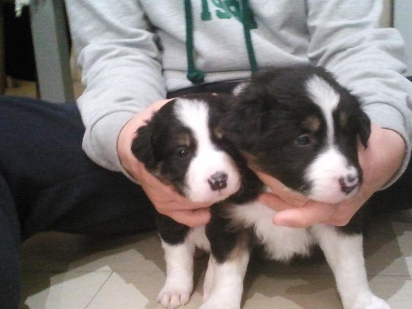 cachorros de border collie