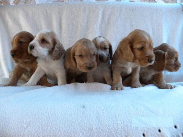 Cocker Spaniel Inglés de Pura Raza Garantizados