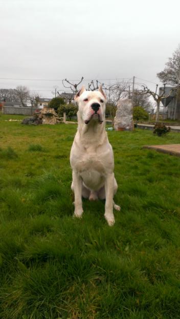 dogo argentino montas